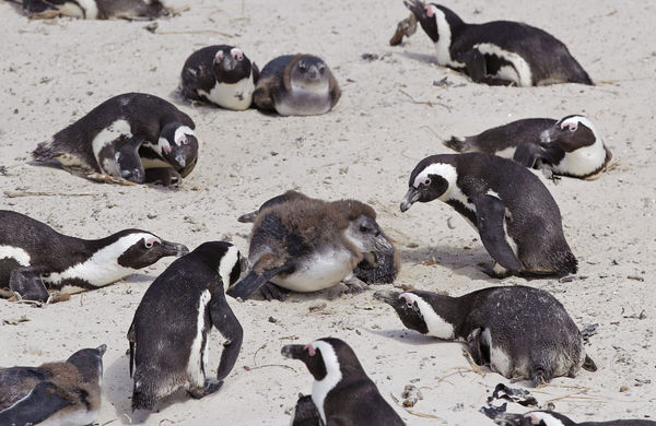 ▲▼南非開普敦附近海灘的斑嘴環企鵝（African penguins，又名南非企鵝、非洲企鵝、黑腳企鵝）。（資料照／達志影像／美聯社）