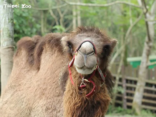 ▲▼雙峰駱駝「煙雨」腎衰竭母親節離世　北市動物園淚謝放手。（圖／翻攝自台北市立動物園）