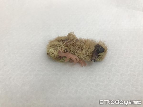 雛鳥與幼鳥。（圖／台北市動保處提供）