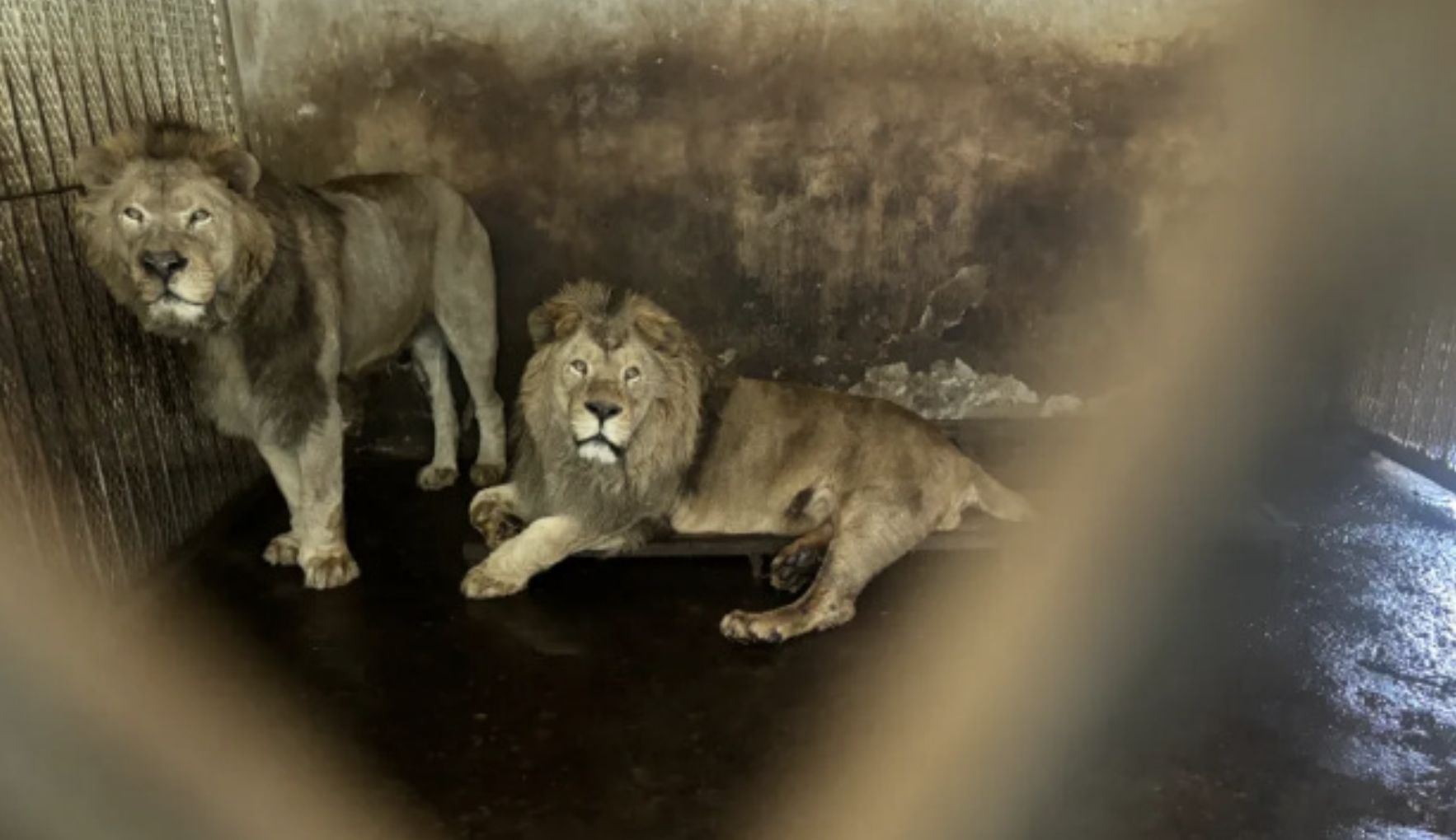 ▲阜陽野生動物園。（圖／翻攝微博）