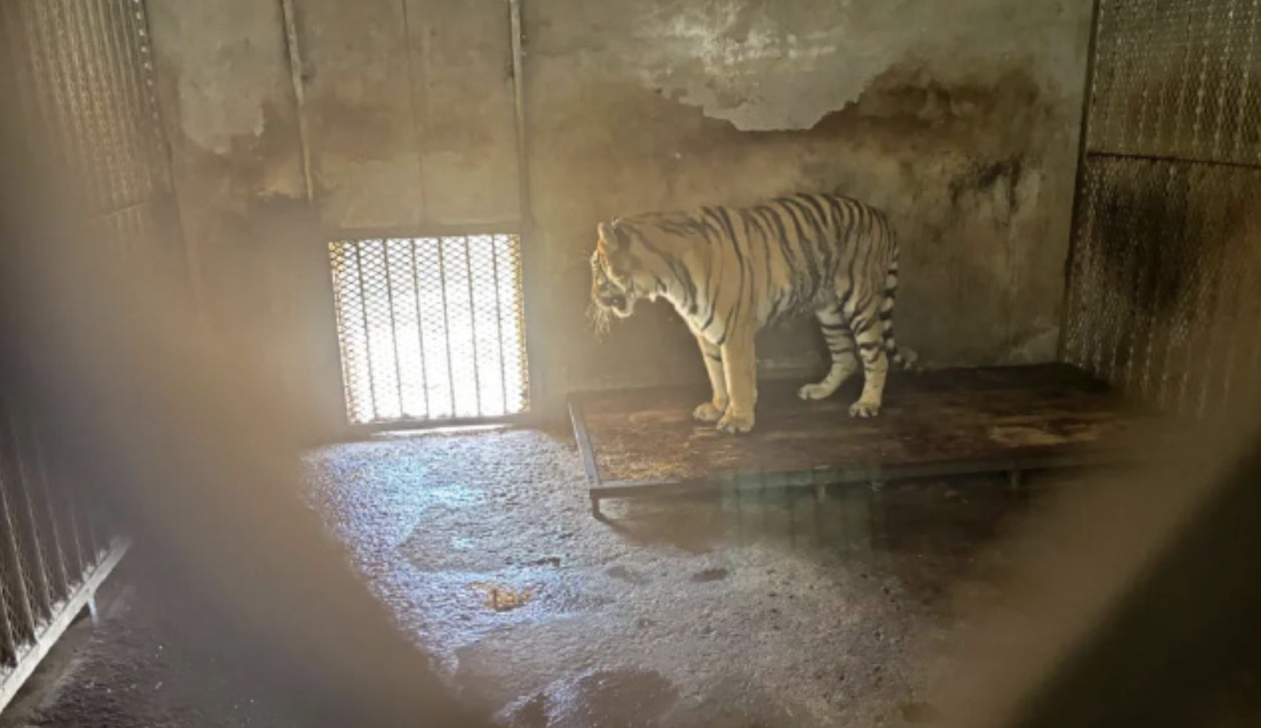 ▲阜陽野生動物園。（圖／翻攝微博）