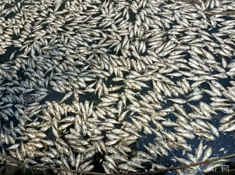 ▲海南海口一湖出現大量死魚。（圖／翻攝自央廣網）