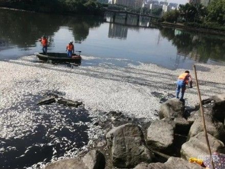 ▲海南海口一湖出現大量死魚。（圖／翻攝自央廣網）