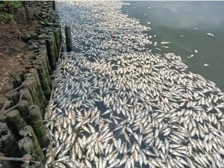 ▲海南海口一湖出現大量死魚。（圖／翻攝自央廣網）