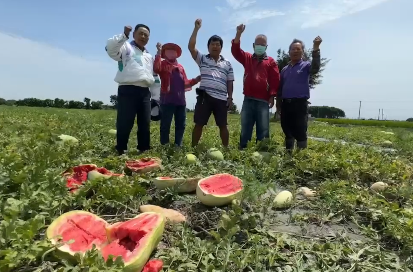 ▲彰化西瓜田災情慘重，老農疾呼「政府救救我」。（圖／翻攝自Facebook／彰化縣議員 黃俊源）