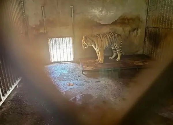 ▲▼安徽一動物園20隻東北虎死亡，官方稱全面調查。（圖／翻攝自微博）