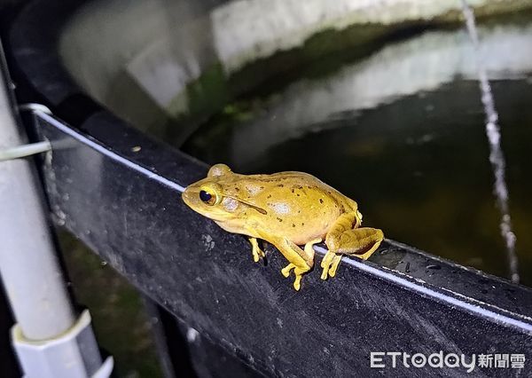 ▲斑腿樹蛙每次產卵高達近千顆，威脅原生蛙類棲地，林試所加強保育。（圖／林試所提供）