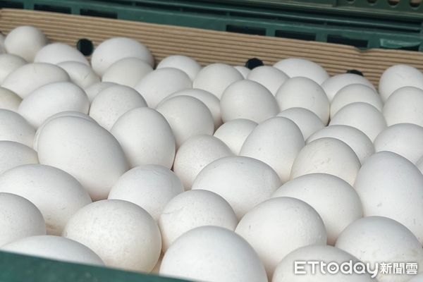 ▲近期雞蛋供過於求，蛋價創兩年新低。（圖／記者楊惠琪攝）