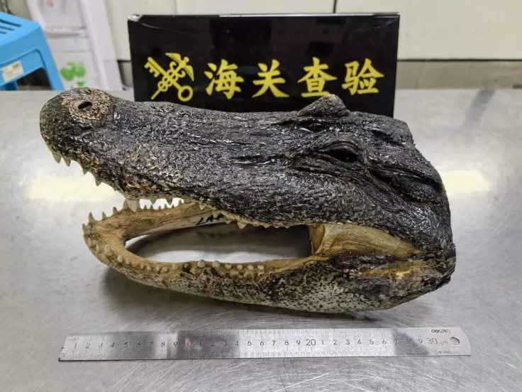 ▲深圳灣海關查到了一個鱷魚頭。（圖／翻攝自海關發布）