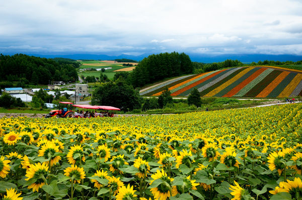 ▲▼日本北海道美瑛。（圖／華航提供）