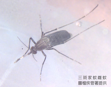 今年首例日本腦炎 嘉義50多歲男「發燒9天」意識改變
