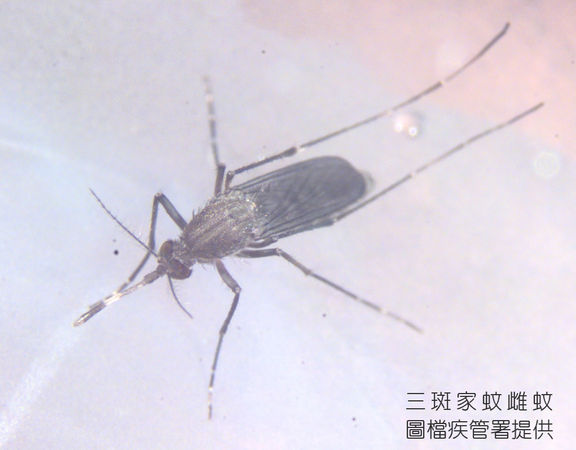 三斑家蚊