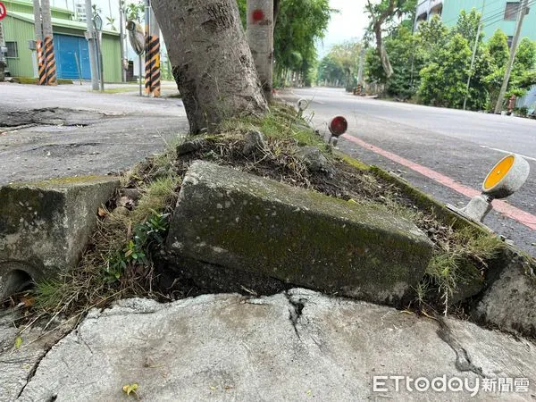 ▲集集鎮民權路路樹浮根問題嚴重，鎮公所為保障用路人安全而進行汰除。（圖／集集鎮公所提供，下同）