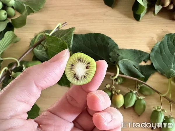 ▲▼紐西蘭的奇異果育種中心（Kiwifruit Breeding Centre），是奇異果誕生的重要秘密基地之一。（圖／記者林育綾攝）