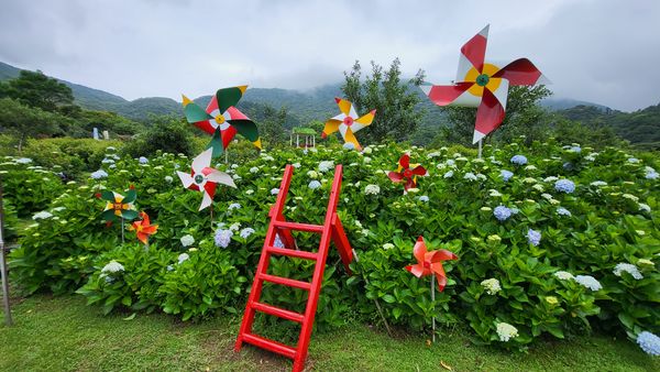 ▲陽明山「竹子湖繡球花季」將從明（17日）起正式開跑，各大農園造景。（圖／台北市農會提供）