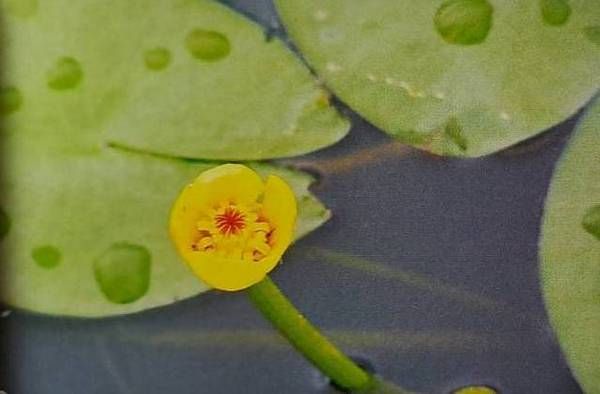 ▲妮妃雅變裝「黃蓮花」是何植物？桃園青塘園昔復育