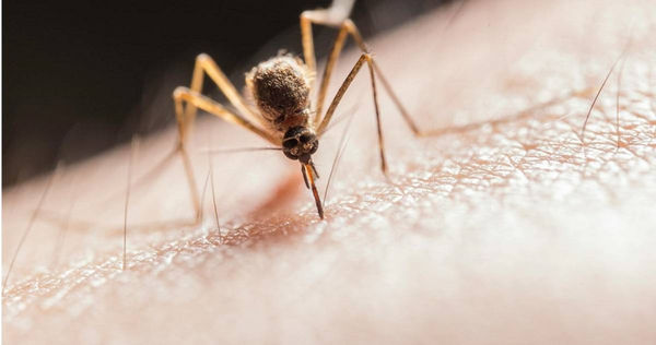 夏天是蚊蟲孳生的季節，許多民眾經常會被蚊蟲叮咬。（示意圖／翻攝Pexels）