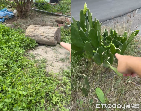 除草機羊咩咩。（圖／飼主陳國慶提供）