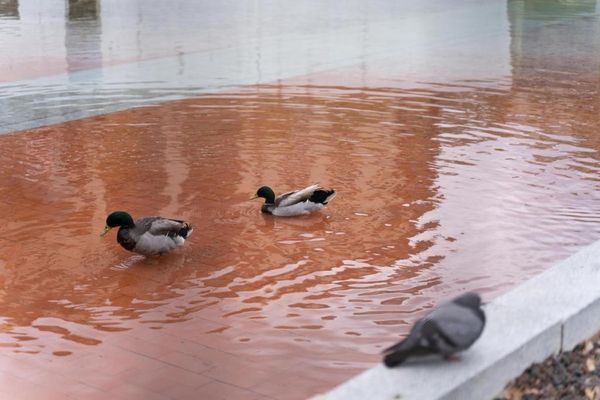 ▲▼西班牙民眾「放生水」是為了鴨子。（圖／翻攝自Diari de Sabadell）