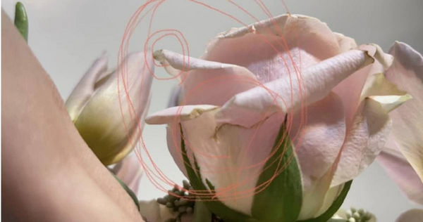 一名網友收到男友訂購的粉色玫瑰花，發現花瓣邊緣變色「焦黃」，但當她詢問店家，卻得到是「微復古色」的回應，讓她上網求鑑定。（示意圖／Usplash）