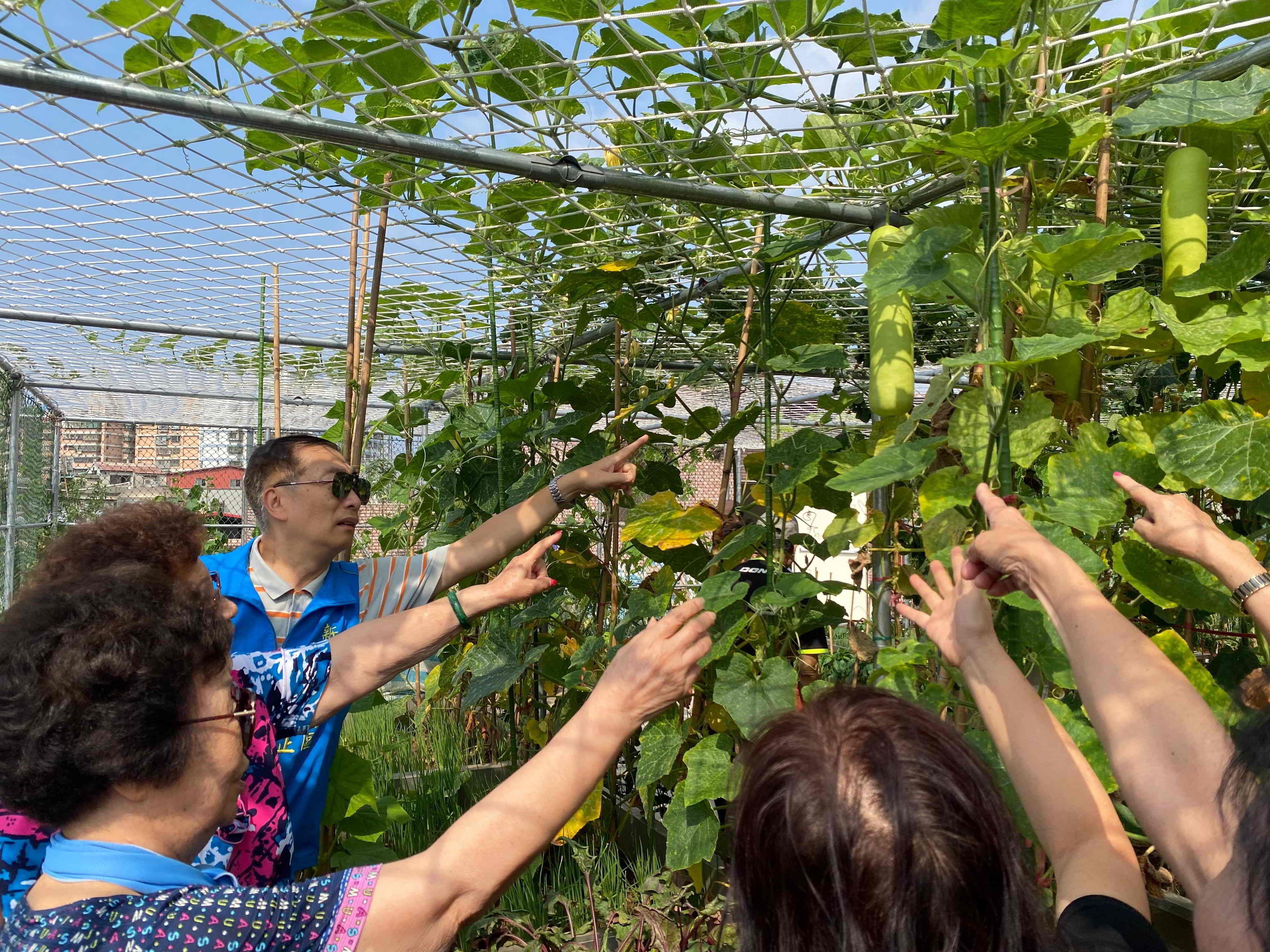 ▲新北板橋首座開心農場 長輩種菜樂開懷慶豐收。（圖／新北市板橋區公所提供）