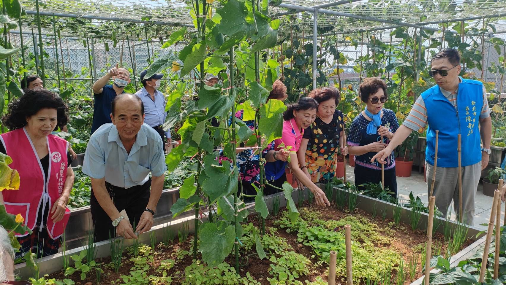 ▲新北板橋首座開心農場 長輩種菜樂開懷慶豐收。（圖／新北市板橋區公所提供）