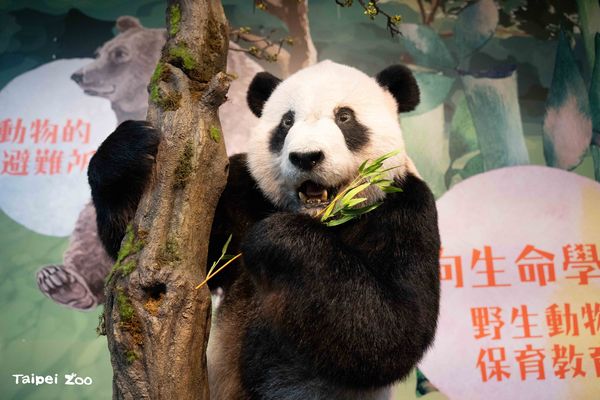 ▲▼北市動物園瀕危動物故事館開工　「團團標本」秋季將與大家見面。（圖／台北市立動物園提供）