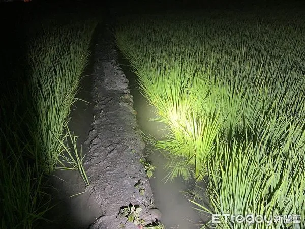 ▲▼74歲楊翁18日出門後卻沒回家，晚上被發現倒臥田中，送醫到院前已死亡             。（圖／民眾提供）