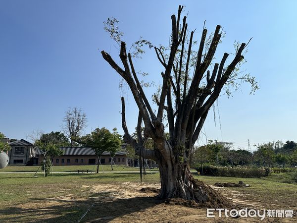 ▲台南山上水道博物館地標老榕樹，因為罹患褐根病，不敵強風豪雨倒塌，經樹醫生台大教授孫岩章協助治療，老樹已經開始生出新芽重生。（圖／記者林東良翻攝，下同）