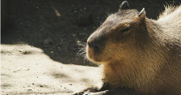 水豚看似可愛動物，還是要小心。（示意圖／Pexels）