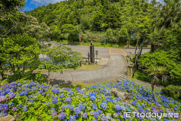 ▲▼北宜公路石牌縣界公園繡球花。（圖／記者蔡玟君攝）