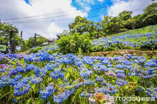 ▲▼北宜公路石牌縣界公園繡球花。（圖／記者蔡玟君攝）