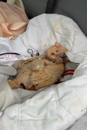 無毛雞變漂亮。（圖／翻攝自Tiktok@Fresh Start For Hens）