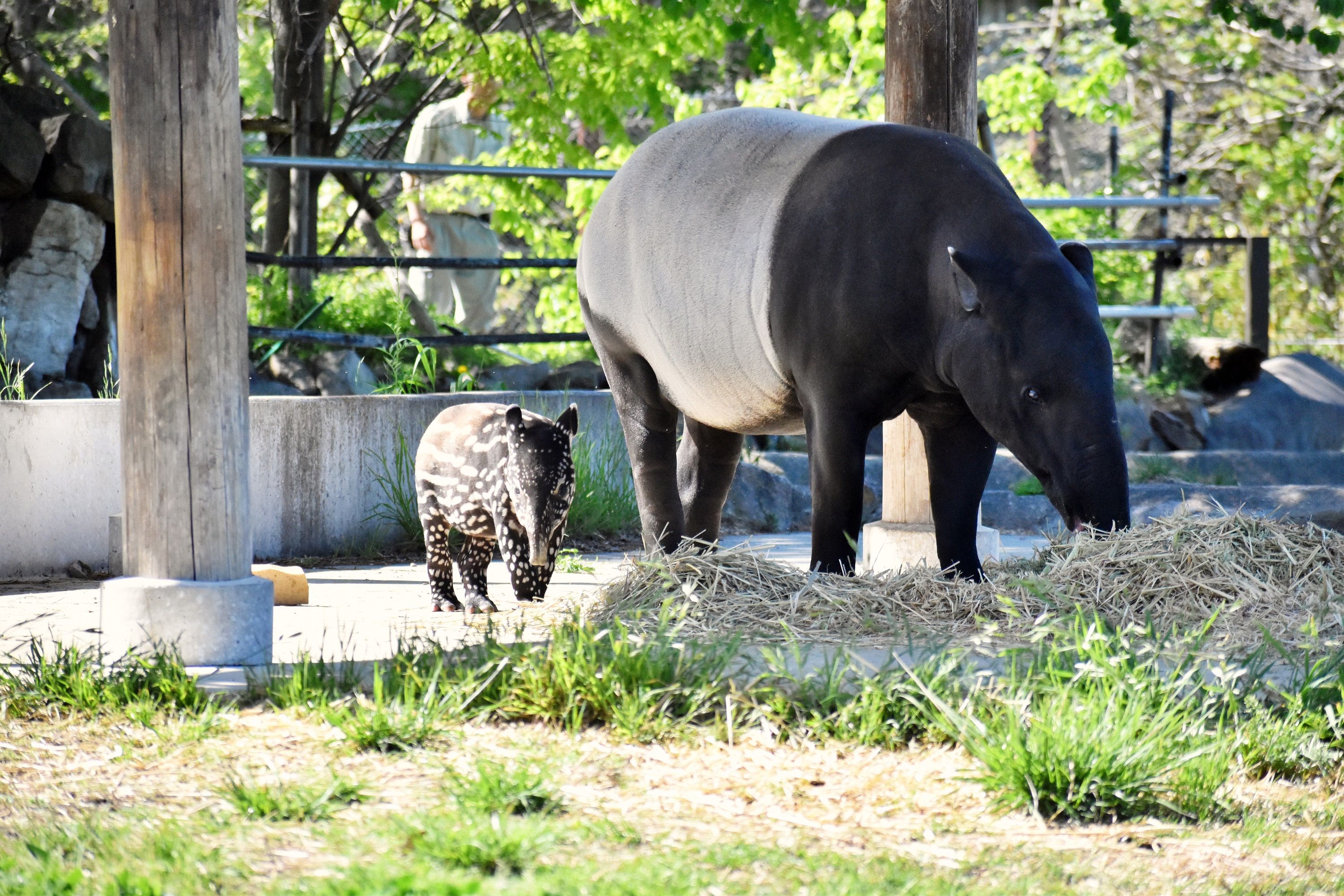 ▲▼日本21歲女飼育員遭馬來貘「咬重傷」！。（圖／群馬サファリパーク）