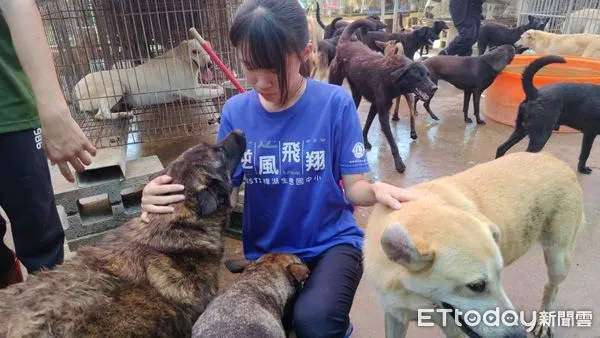 ▲「山豬吊」、「捕獸鋏」等獵具傷害野生動物及犬、貓等寵物案件層出不窮，雲林古坑鄉樟湖國中小校園周遭仍出現不少因誤觸陷阱，重傷遭截肢的「三腳狗」。（圖／記者蔡佩旻翻攝）