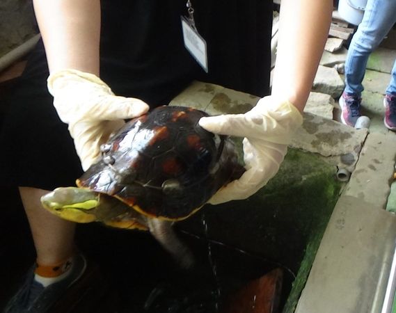 ▲食蛇龜。（圖／台北市動物保護處提供）