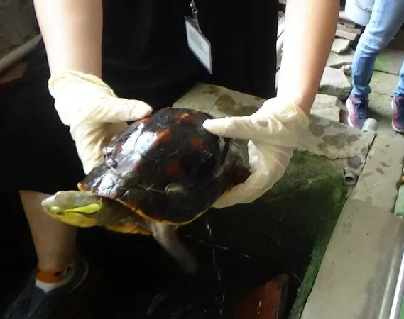 ▲食蛇龜。（圖／台北市動物保護處提供）