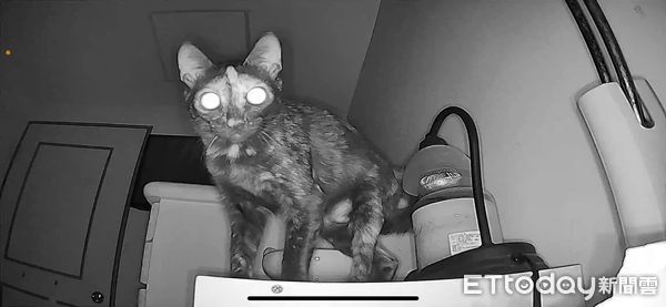 ▲想偷看毛孩...打開監視器驚見「可怕貓ET」　張大眼反監視自己！（圖／網友彭小姐提供，請勿隨意翻拍，以免侵權。）