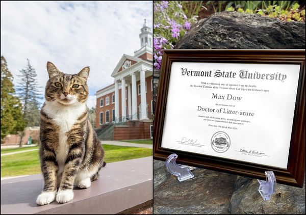 ▲▼天天到校聽課！流浪貓獲頒佛蒙特州立大學「榮譽博士」。（圖／翻攝自Vermont State University）