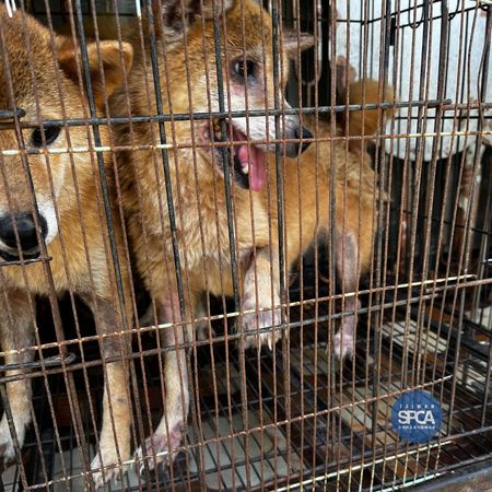 嘉義民宅106犬貓不當飼養。（圖／Taiwan SPCA 台灣防止虐待動物協會臉書）