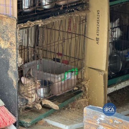 嘉義民宅106犬貓不當飼養。（圖／Taiwan SPCA 台灣防止虐待動物協會臉書）