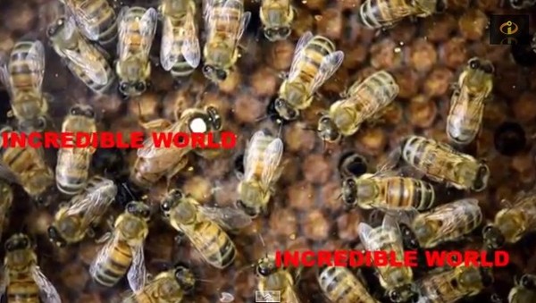 美國,亞利桑那州,蜜蜂,蜂巢,園藝工人