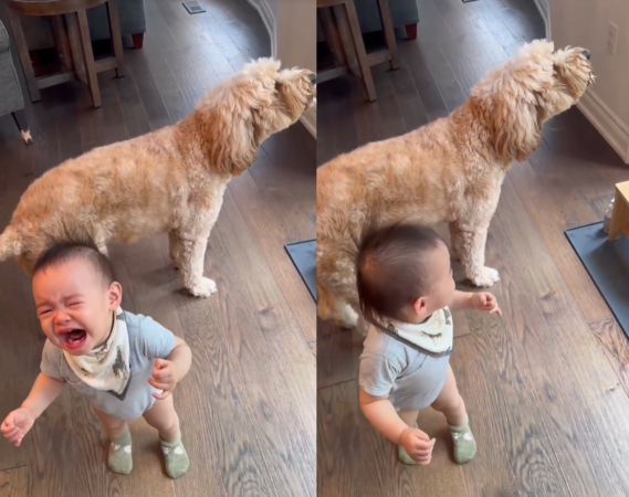 寶寶一哭，狗狗跟著嗷嗚。（圖／翻攝自小紅書@Mei）