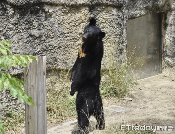 ▲黑熊波比（圖／粉專「Shou Shan Zoo 壽山動物園」提供，請勿隨意翻拍，以免侵權。）