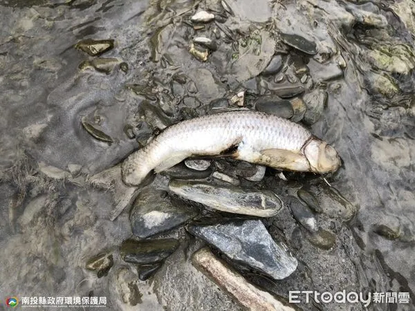 ▲仁愛鄉南豐村眉溪河段上周末傳魚群暴斃，南投縣環保局已緊急清除完畢並追查死因和水汙染源。（圖／翻攝「南投縣政府環境保護局」臉書粉專，下同）