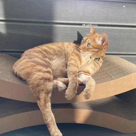 ▲▼蔡英文卸任一個禮拜發文，疑似將自己的生活比擬為貓。（圖／蔡英文臉書）