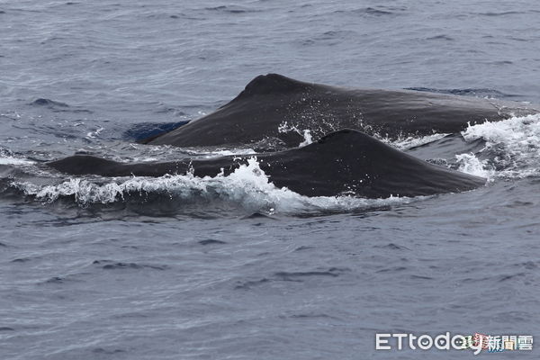 ▲海洋生態調查船在清水斷崖附近海域發現九頭大型抹香鯨。（圖／多羅滿 公司提供，下同）