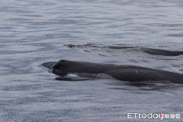 ▲海洋生態調查船在清水斷崖附近海域發現九頭大型抹香鯨。（圖／多羅滿 公司提供，下同）