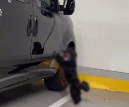 ▲▼新加坡有一隻狗狗被人發現遭主人用短繩綁在車輛旁，導致狗狗難以呼吸，不斷哀嚎求救。（圖／翻攝自IG）