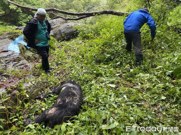 ▲▼玉山國家公園保育巡查員，日前巡查瓦拉米步道時，發現1隻黑熊中彈身亡             。（圖／玉山國家公園提供）